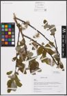Foto von Salix caprea L.